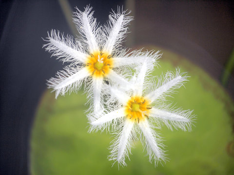 Fototapeta Nymphoides indica ,Water snowflake