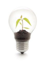 Light bulb with plant