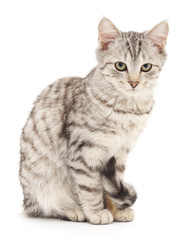 Kitten on a white background