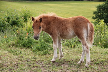 Fototapeta premium Ponyfohlen guckt neugierig