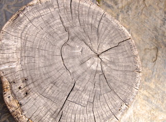 Tree rings