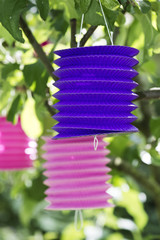 paper lantern in a tree