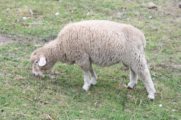 Obraz premium Sheep (Lamb) in Pen