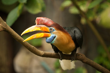 Great hornbill stand on the branch in forest.