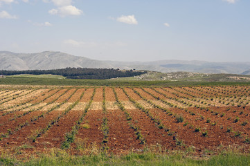 Weinbau Libanon
