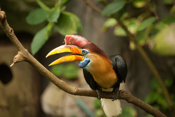 Great hornbill stand on the branch in forest.