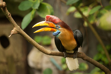 Great hornbill stand on the branch in forest.