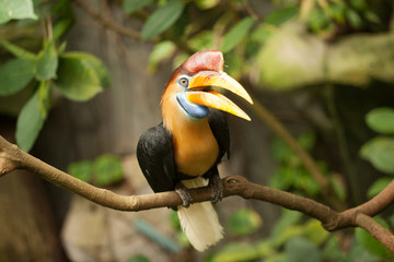 Obraz premium Great hornbill stand on the branch in forest.