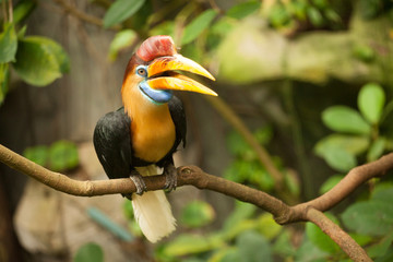Great hornbill stand on the branch in forest.