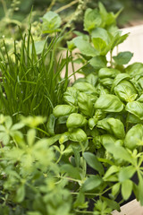 herbs in the garden