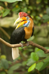 Great hornbill stand on the branch in forest. © Happy Moments 
