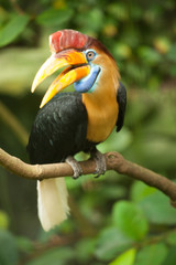 Fototapeta premium Great hornbill stand on the branch in forest.