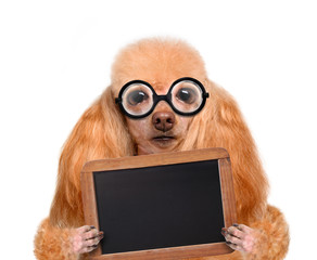 crazy silly dog with funny glasses behind blank placard