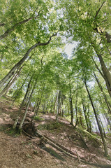 El bosque de los lagos de Plitvice