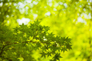 Fototapeta na wymiar maple tree, yellow leaves brighten maple tree in the forest
