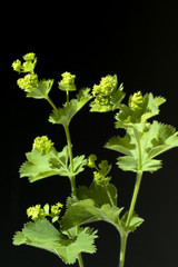 Frauenmantel; Alchemilla mollis; Hasenmaenteli;