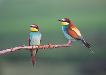 Obraz na płótnie Canvas European Bee-eaters In The Evening