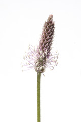 Mittlerer, Wegerich, Plantago, media,