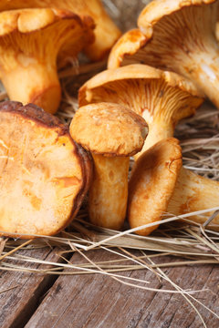 chanterelle mushrooms close up in dry grass on wooden
