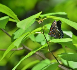Fototapeta premium Beautiful blue butterfly on a branch.