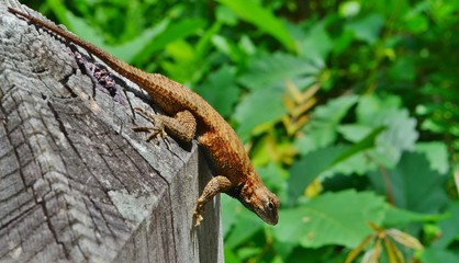 Spiny lizard sitting on a fence.