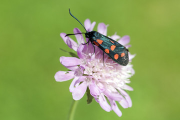 Sechsfleck-Widderchen, Zygaena, filipendulae,