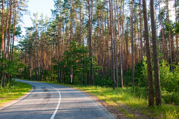 Country road and lush forest in the middle summer.