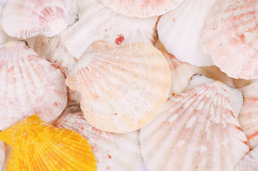 Sea shell as a background