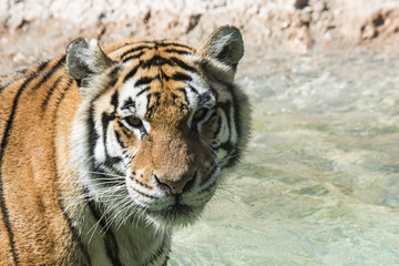 Portrait of a tiger alert in the water