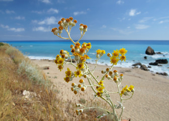 Fototapeta na wymiar wild flowers and sea