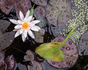 seerose im miniteich