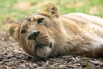 Naklejka premium Sleeping lioness
