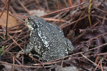 crapaud dans les barbes de pin