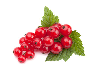 Red currant