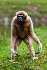 White Cheeked Gibbon