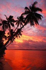 Silhouetted palm trees on a beach at sunset, Ofu island, Tonga