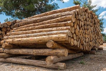 Raw pine wood logs, Turkey