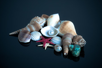 Sea shells.  Seashell collection