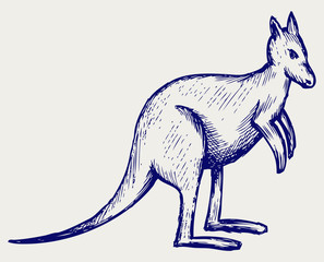 Kangaroo. Doodle style