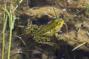 Frog in the Baie de Somme, Picardie, France