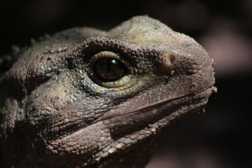 Tuatara, New Zealand dinosaur