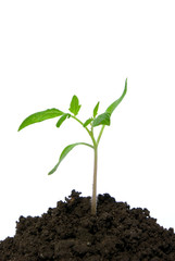 plant on white