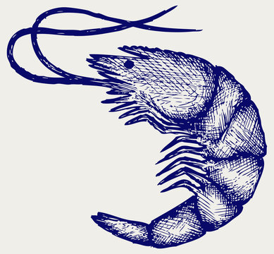 Boiled shrimp. Doodle style
