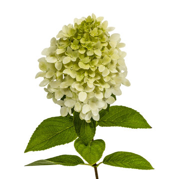 Flowers of hydrangeas paniculata, lat.Hydrangea paniculata, isol