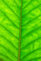 leaf texture