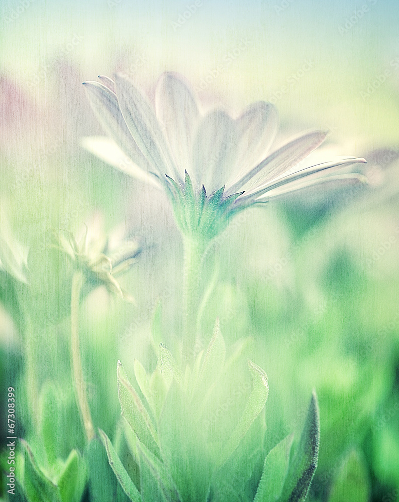 Wall mural Soft focus of daisy field