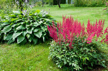Pink Astilbe (False Spirea), Copy Space, Horizontal