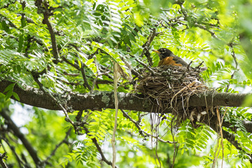 Adult Robin Sitting in Her Nest