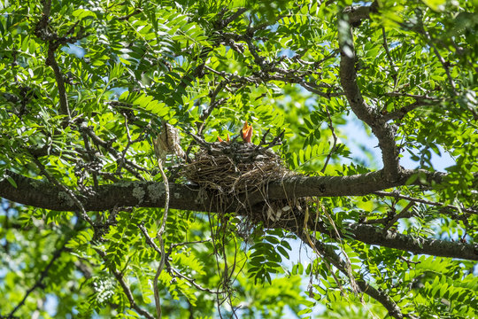 Baby Robins in the Nest