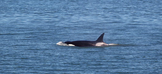 Young Mature Orca Whale Swimming in the Ocean